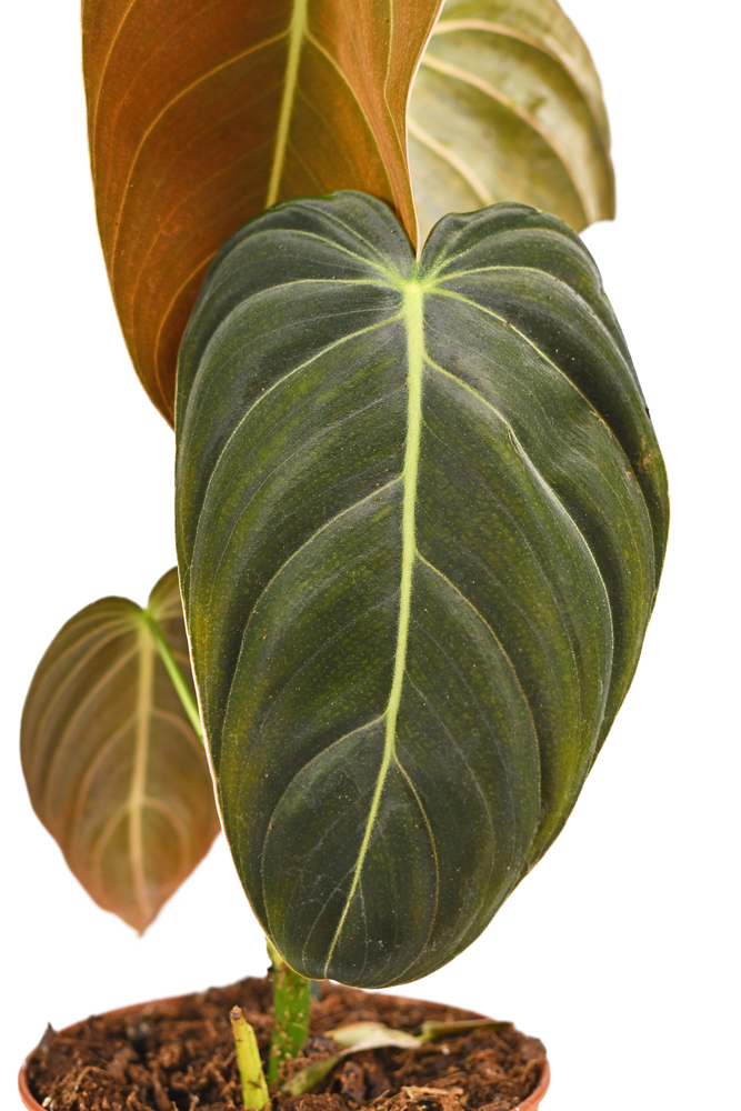 Philodendron Melanochrysum leaf close up