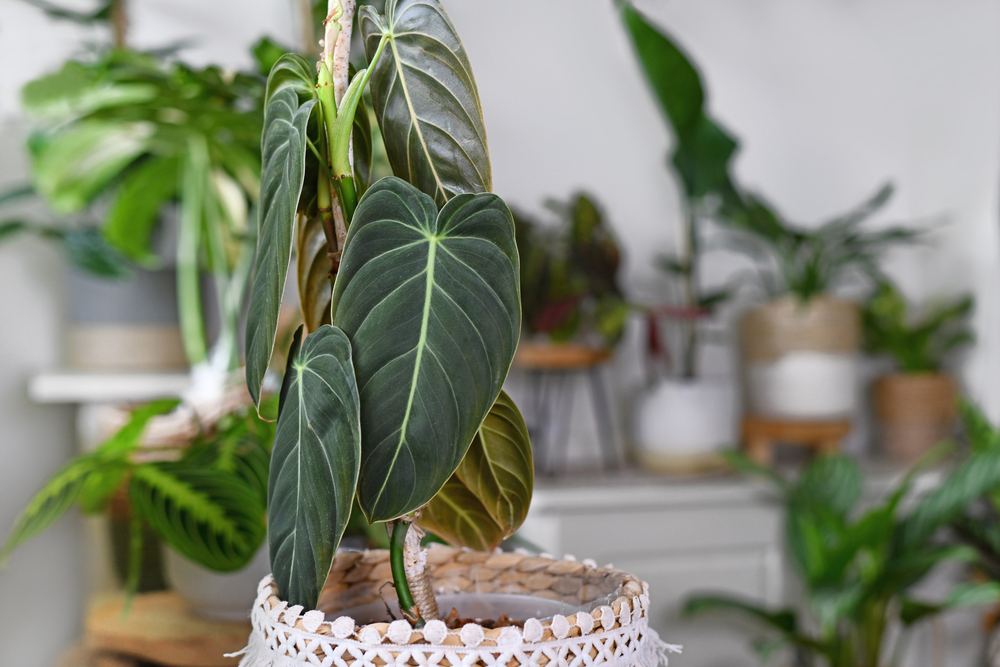 Philodendron Melanochrysum potted plant