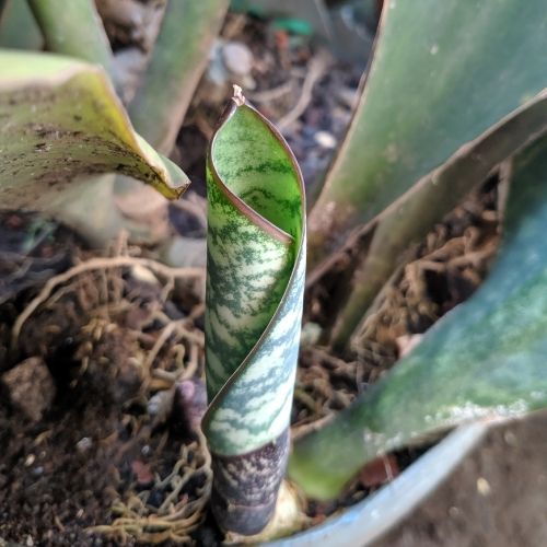 Sansevieria Masoniana plantlet growing out of a pot