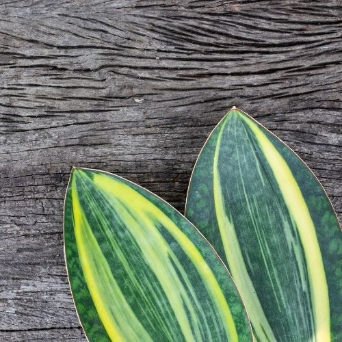 Two Sansevieria Masoniana variegata leaves on a table