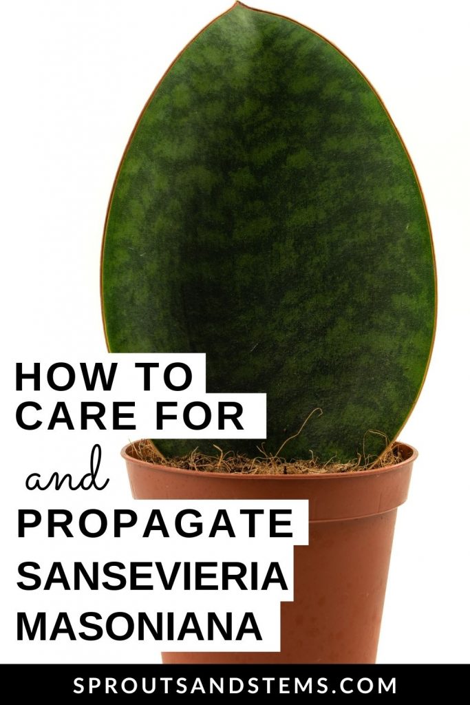 Sansevieria Masoniana care and propagation pinterest pin