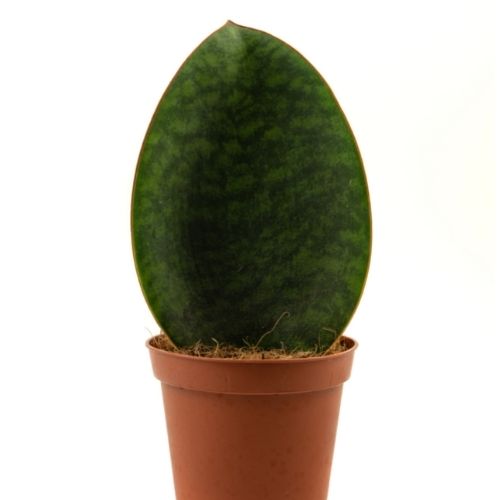 Sansevieria Masoniana plant in a pot