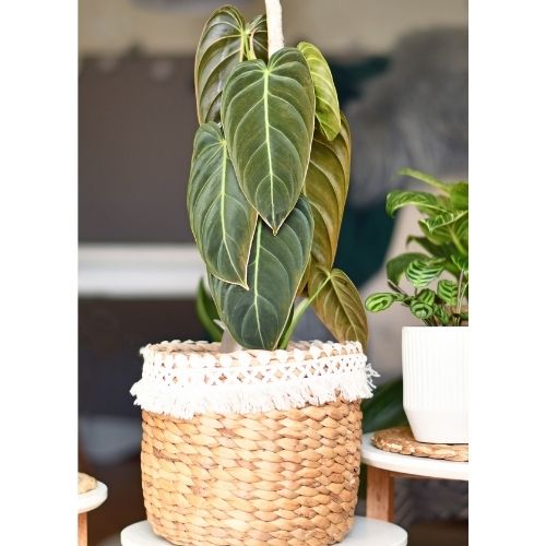 Philodendron Melanochrysum