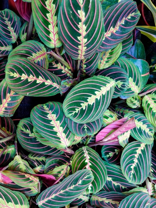Easy Prayer Plant Care & Propagation! - Sprouts and Stems