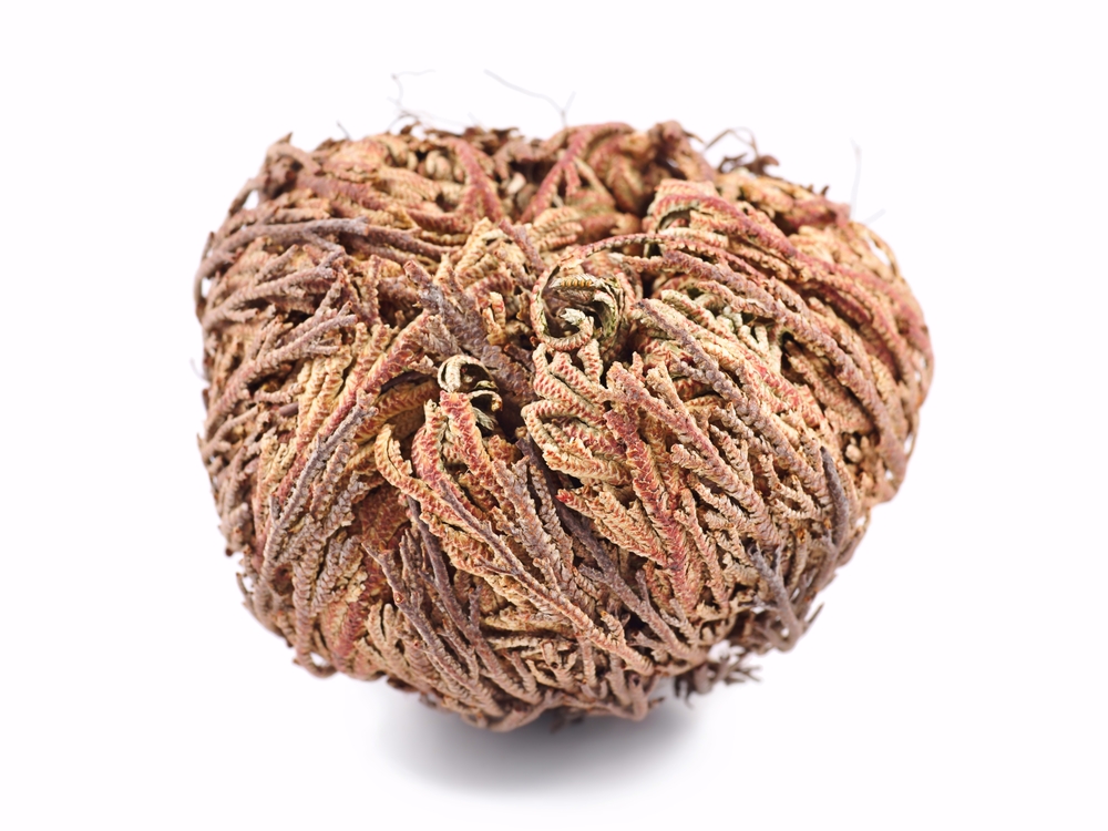 False Rose of Jericho Selaginella lepidophylla tumbleweed