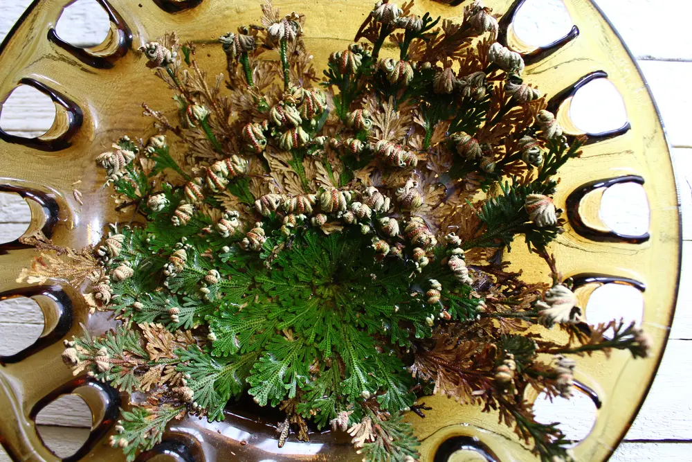 Resurrection Plant in a decorative dish