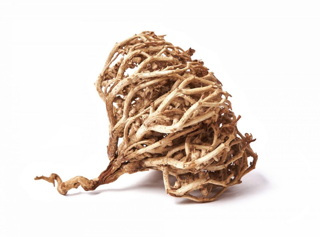 True Rose of Jericho Anastatica hierochuntica tumbleweed