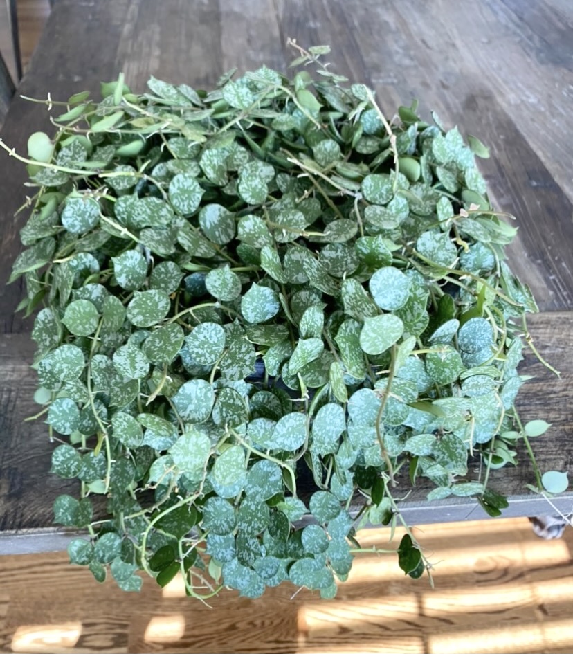 hoya curtisii plant on a table, view from above