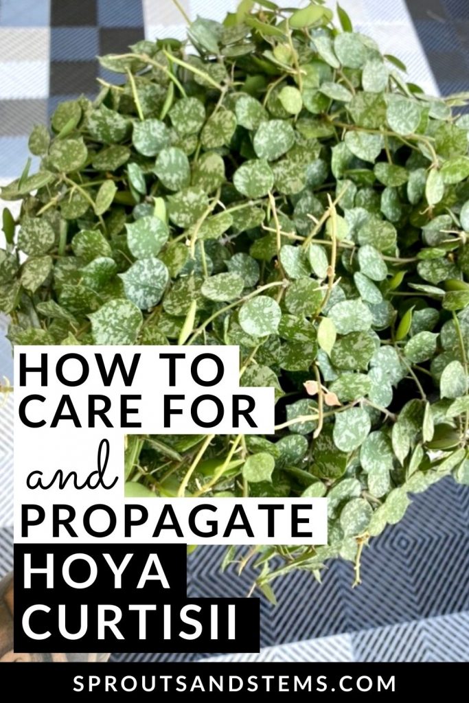 Pinterest pin with the text: How to Care for and Propagate Hoya Curtisii