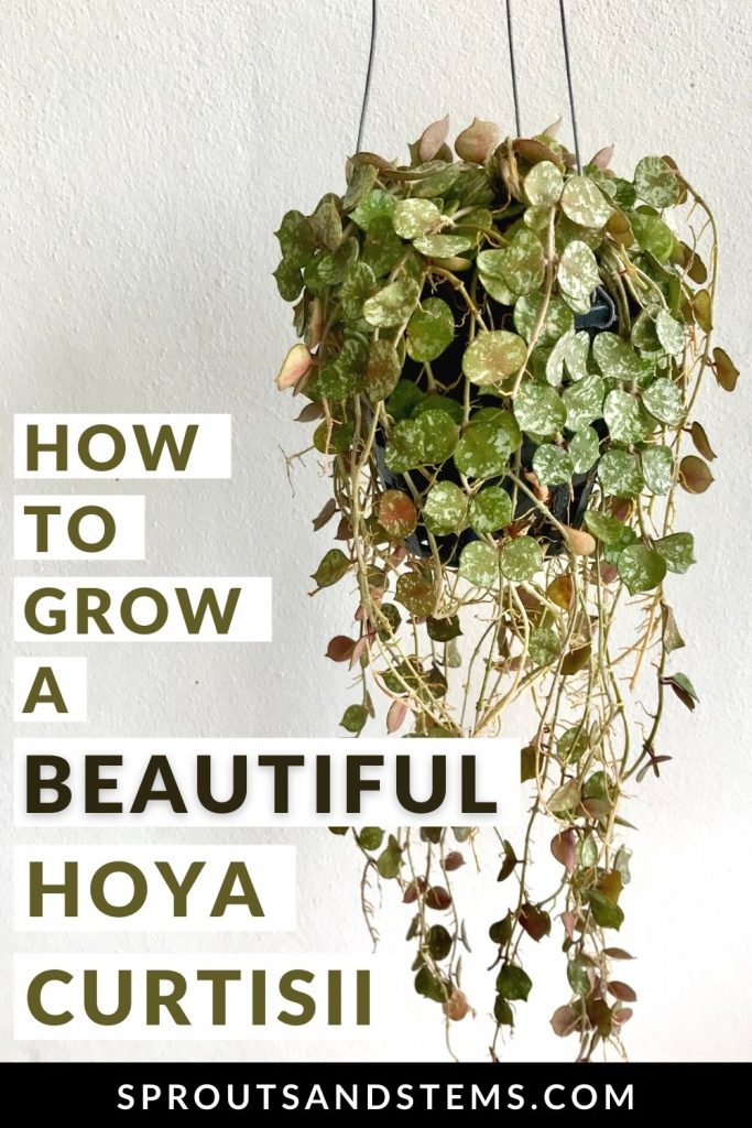 Hoya to grow a beautiful Hoya Curtisii pinterest pin