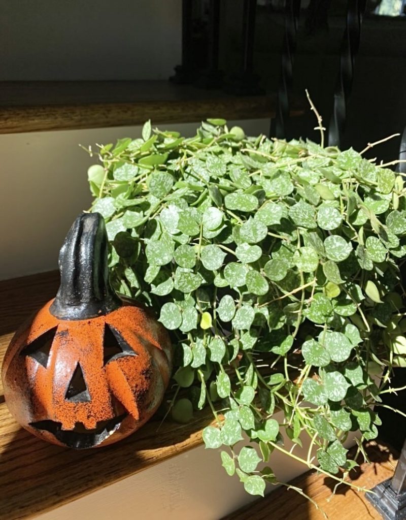 Hoya curtisii plant on a shelf next to a small jack-o-lantern