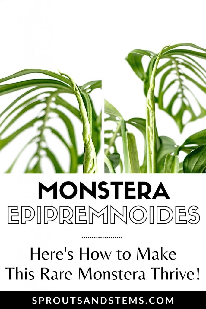 Pinterest pin with the words: Monstera Epipremnoides - Here's how to make this rare monstera thrive!