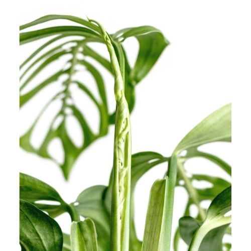 Close up of Monstera Epipremnoides new leaf with a full leaf in the background
