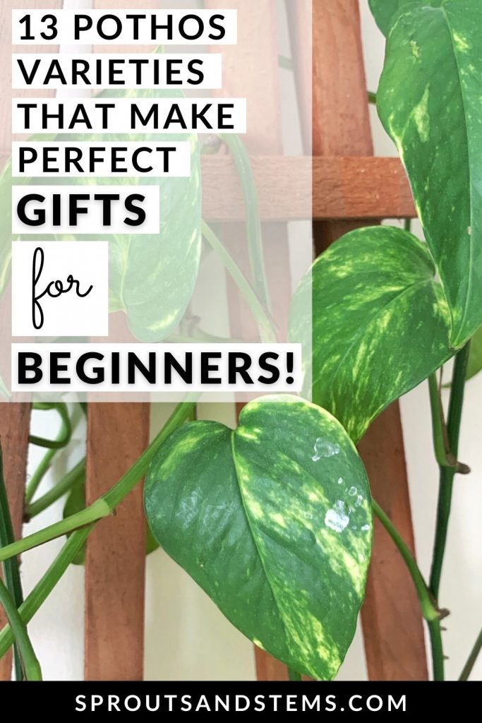 pothos varieties that make great gifts for beginners pinterest pin