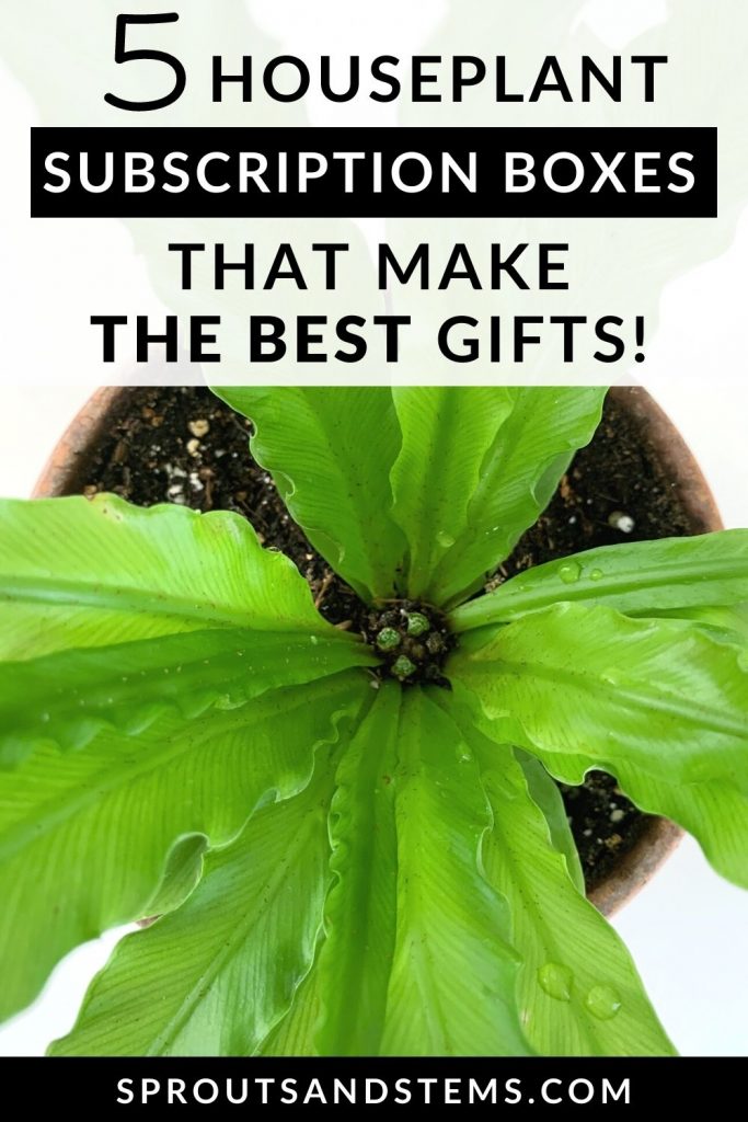 the best houseplant subscription boxes