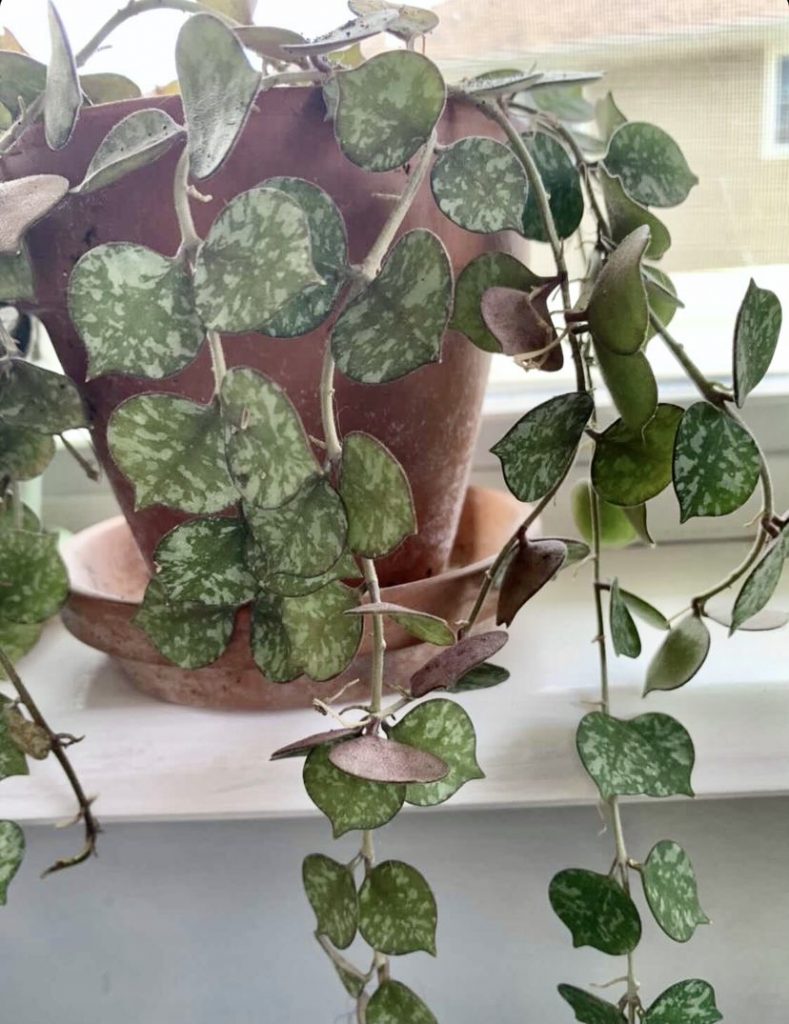 hoya curtisii in a terra cotta pot
