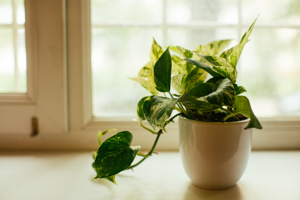 marble queen pothos plant on a table