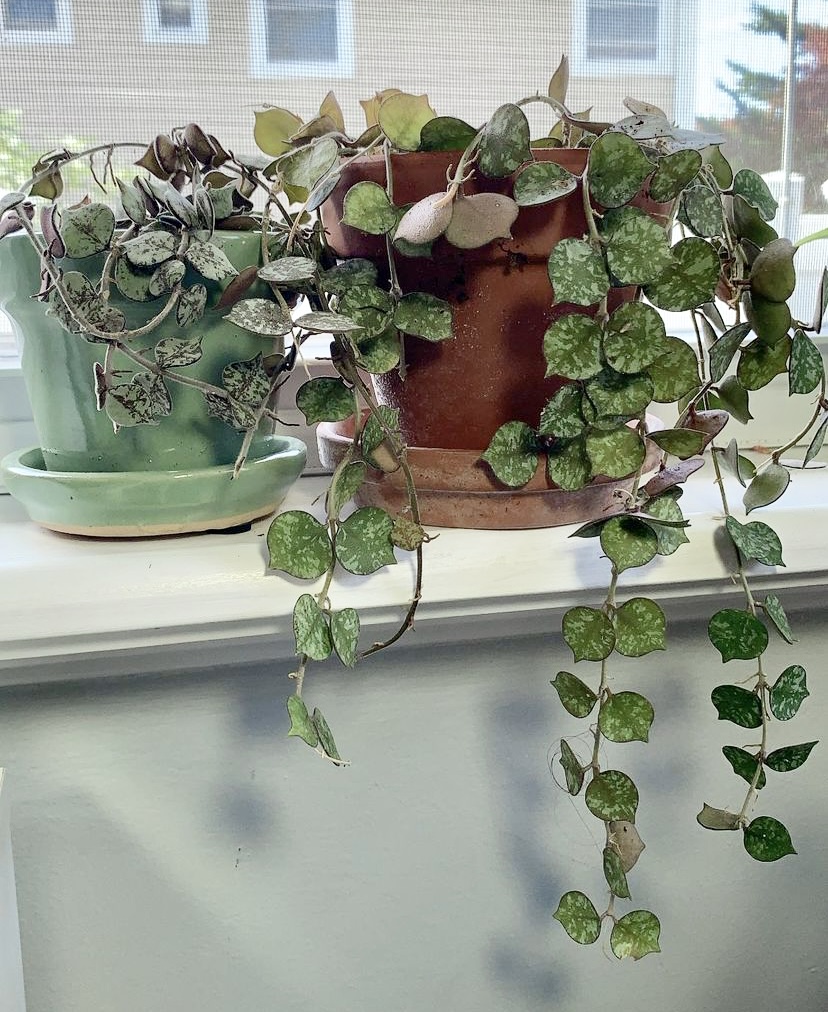 two hoya curtisii plants on a windowsill