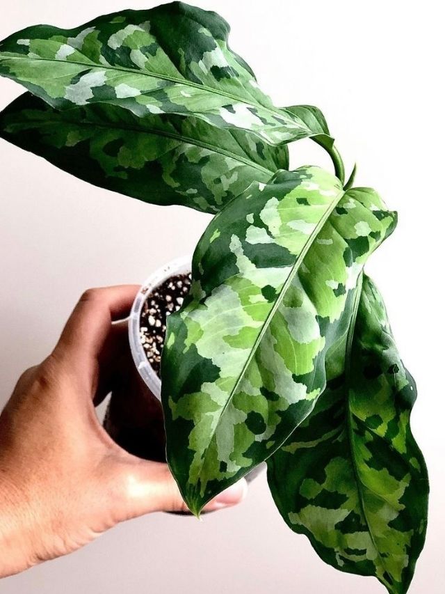 7 Must-Know Tips for Aglaonema Pictum Tricolor