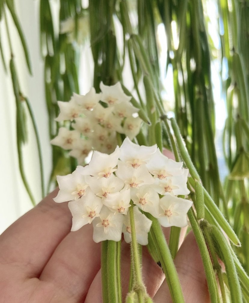 Hoya Linearis flower cluster