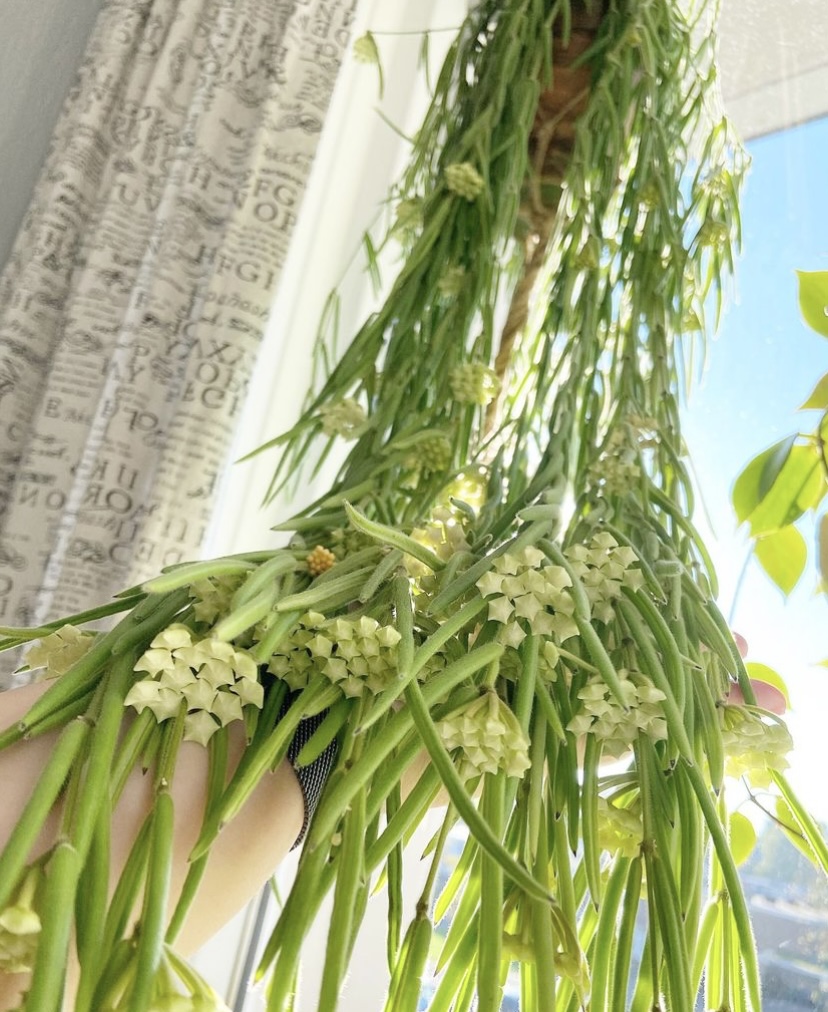 view from below a hanging Hoya Linearis plant with flowers