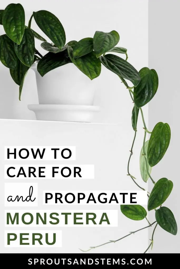 Pinterest pin with text - How to care for and propagate Monstera Peru