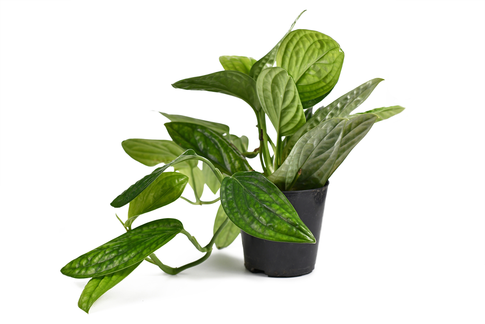 Small potted Monstera Peru plant on a white background