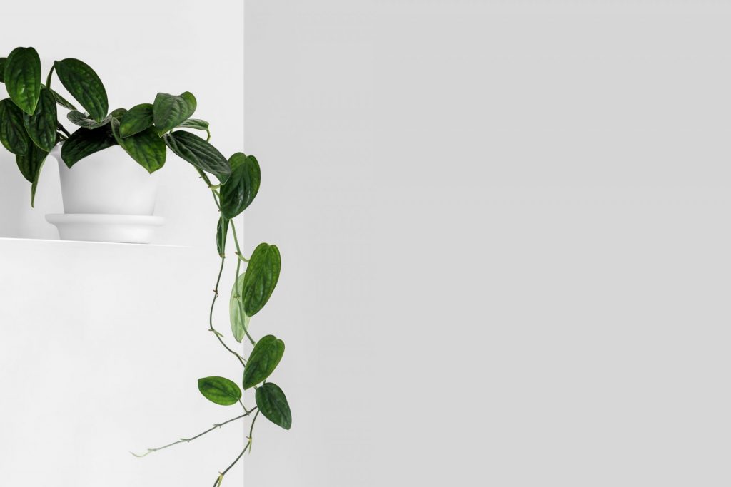 Monstera Peru vine hanging down from a shelf