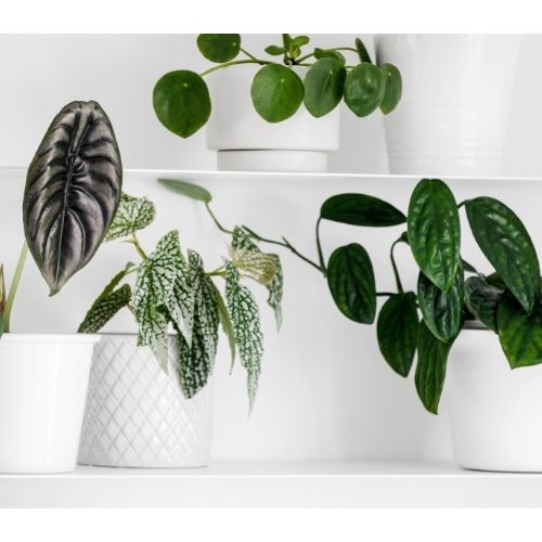 a group of plants in white pots on white shelves