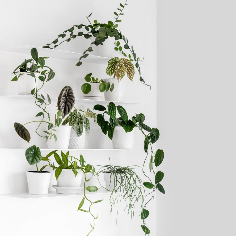 Group of plants in white pots on four white shelves