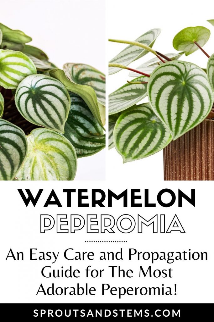Watermelon Peperomia care and propagation pinterest pin