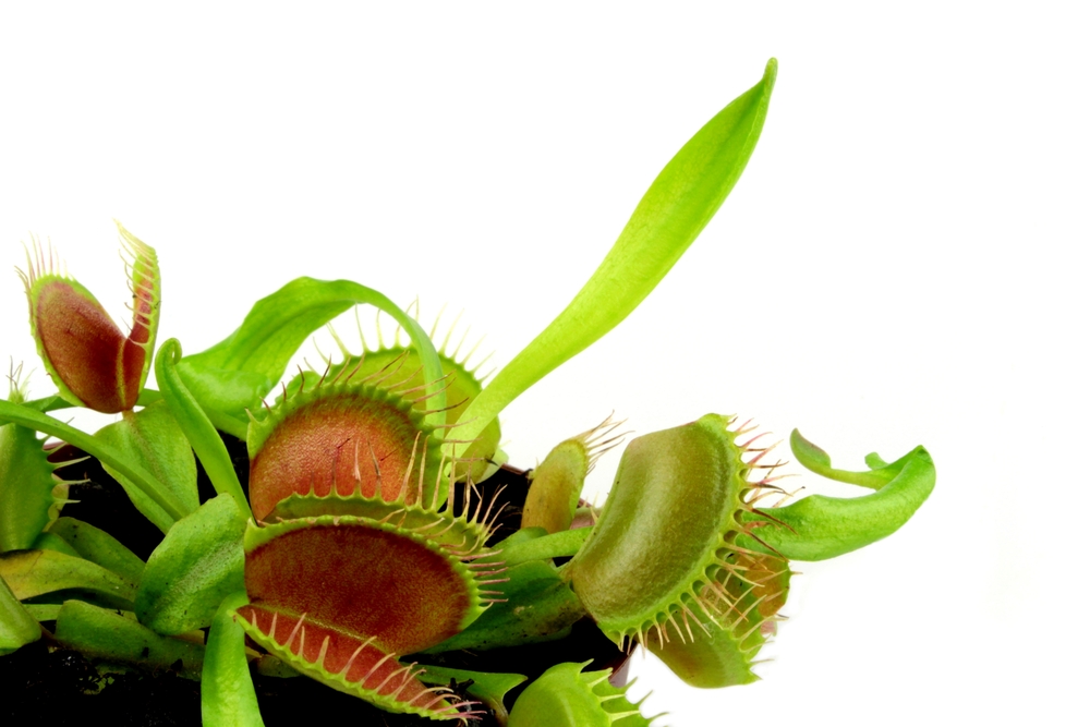 venus fly traps on a white background
