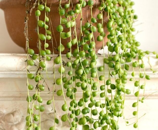 string of pearls plant on a shelf