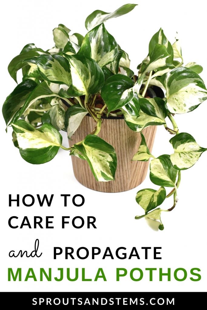 pinterest pin with text - how to care for and propagate manjula pothos