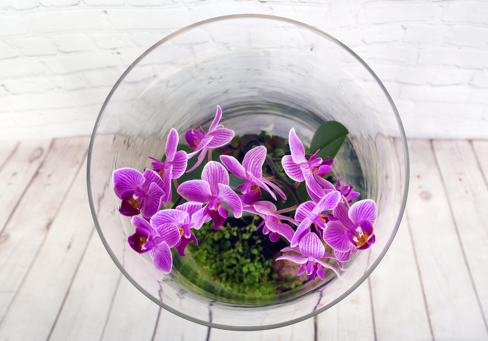 view from above of pink orchids in a terrarium