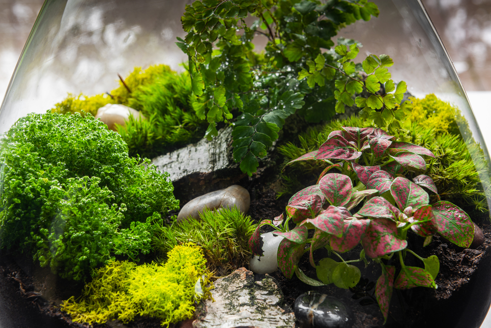 moss and other plants in a closed terrarium