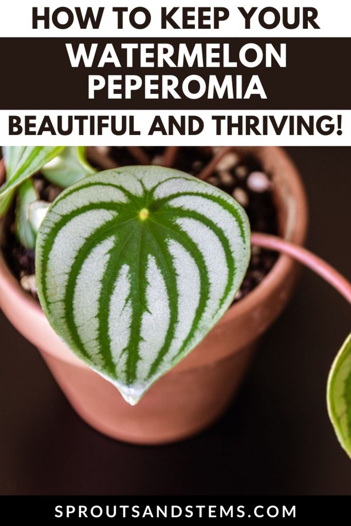 watermelon peperomia pinterest pin