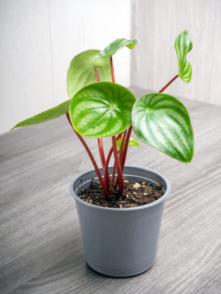 small potted watermelon peperomia plant on a gray backgroundd