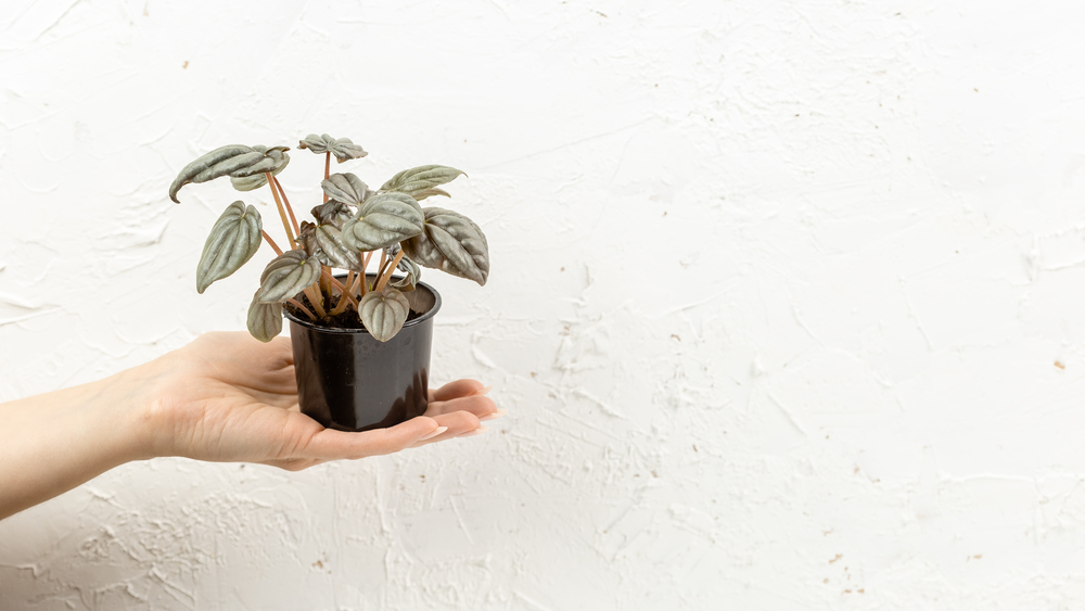 hand holding a peperomia potted plant on a white background