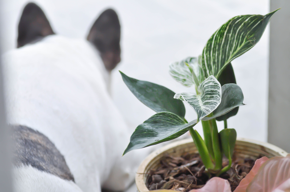 small Philodendron birkin plant with dog in the background