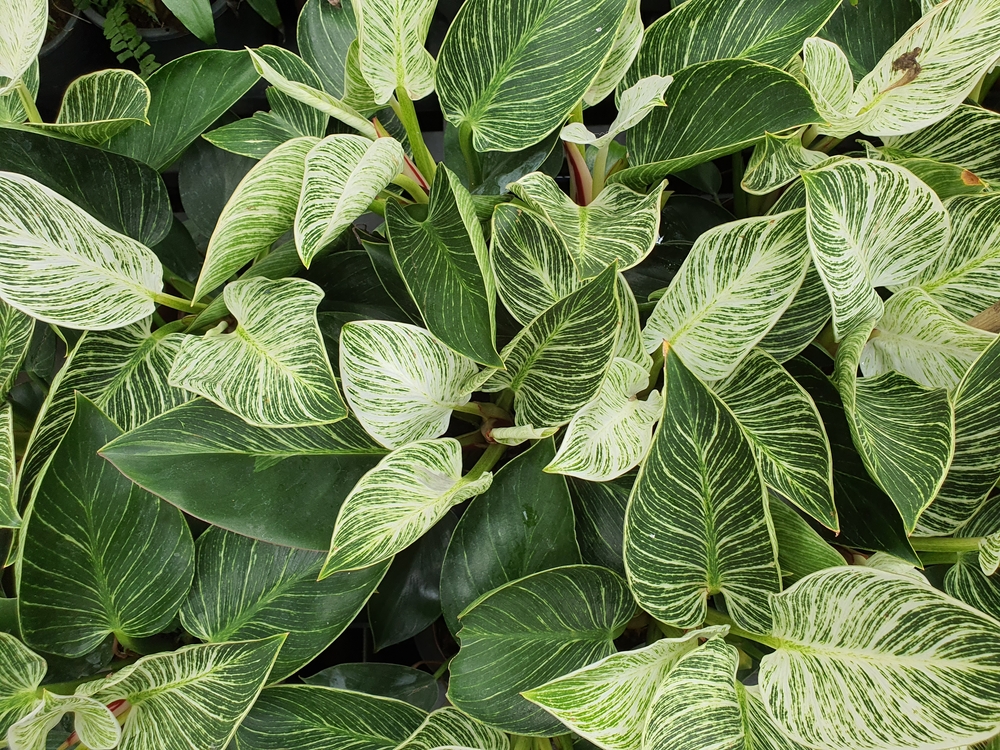 leaves of many Philodendron birkin plants bunched together