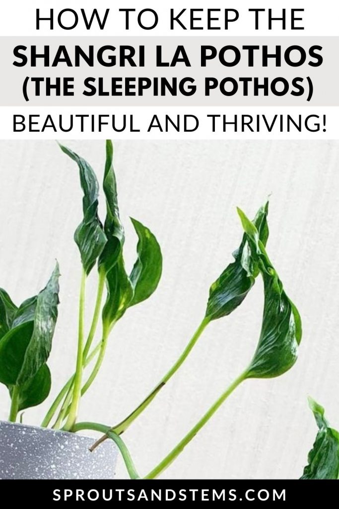 Pinterest pin with text: How to keep the Shangri La Pothos (the sleeping pothos) beautiful and thriving!