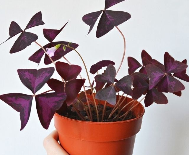 hand holding a pot of oxalis triangularis plant