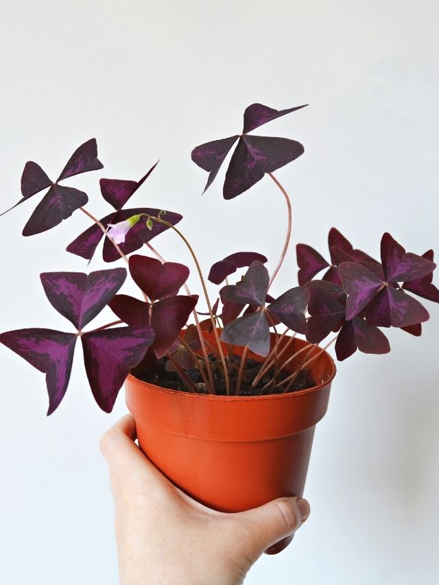 Oxalis Triangularis Must-Have Guide!