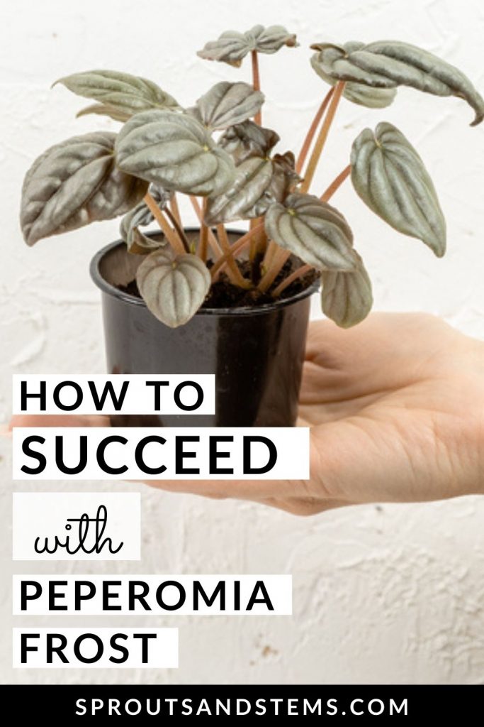 How to succeed with peperomia frost