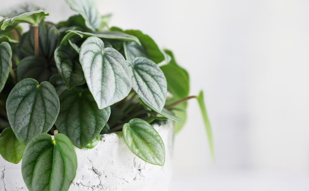peperomia frost leaves in a white pot close up