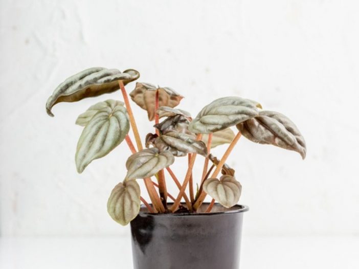 peperomia frost potted plant on a white background