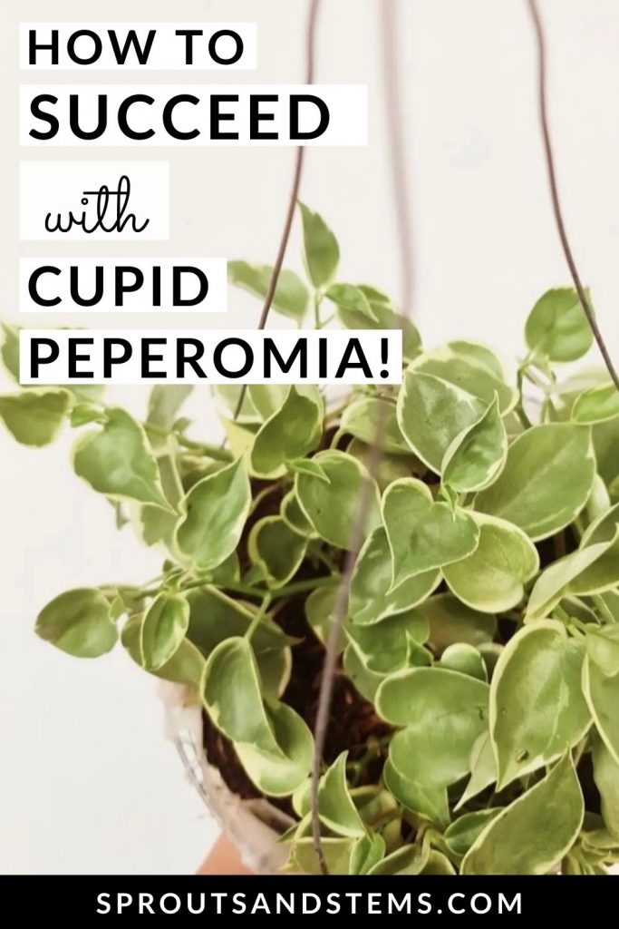 Pinterest pin with text: How to Succeed with Cupid Peperomia!