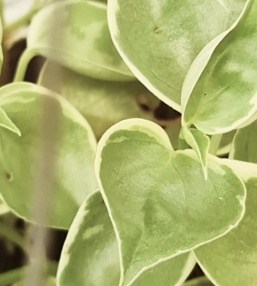 cupid peperomia foliage close up
