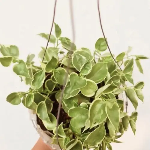 cupid peperomia plant in a hanging basket